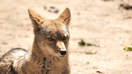 The coyote (Canis latrans) rests in a nature park. This wild dog, smaller than a wolf, lives throughout North America.
