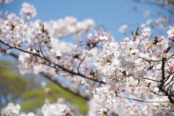 満開の桜