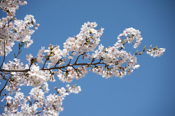 桜の枝