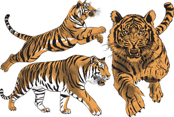 Tiger vector bundle  pack hand-drawn art illustration