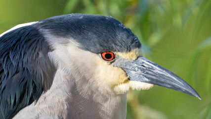 Adult, Black-crowned Night-Heron Headshot. Ed R. Levin County Park, Santa Clara County, California, USA.