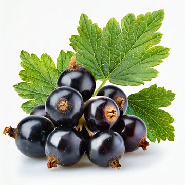 blueberry or karamda