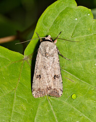 Green Cutworm Moth (Anicla infecta) insect on leaf, nature Springtime pest control agriculture...
