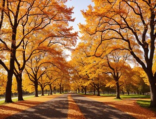 Naklejka premium A lane lined with trees in autumn colors.