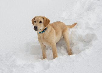 Yellow lab puppy playing in the snow