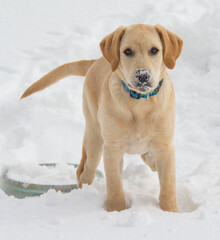 Yellow lab puppy playing in the snow