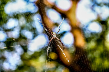 spider in the net