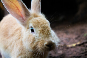 rabbit on the ground