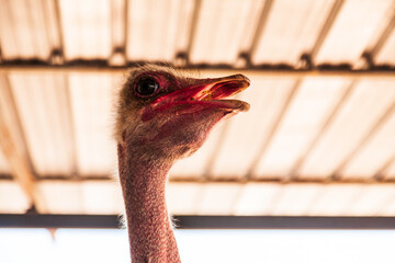 Close-up of an ostrich head on an ostrich farm
