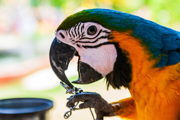Close-up of a macaw's head on a farm
