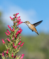 Rufous hummingbird sampling a Redbird in a Tree flower, Hesperus, Colorado © Jay
