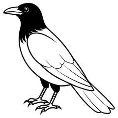 crow on a white background - Vector illustration