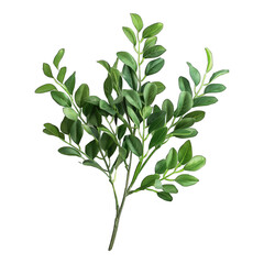 Green boxwood branch isolated on transparent background