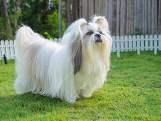 Long-haired Shih Tzu dog is happy and active outdoors on the grass on a sunny summer day