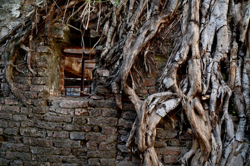 BANGKOK, THAILAND - April 07,2024: Closeup of Old cement house with cracked bricks Waiting for restoration, it is covered with the roots of large trees background at Thailand.