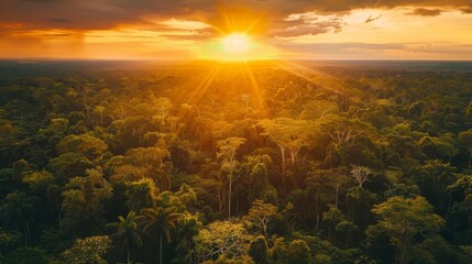Tropical forest at sunset with beautiful green Amazon forest - obrazy, fototapety, plakaty