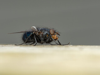 P3300182 blowfly, Calliphora vicina, side view cECP 2024