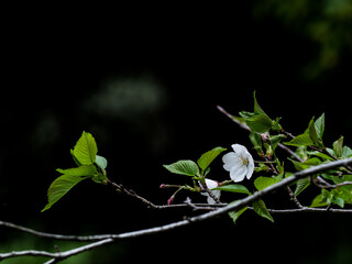 曇り空の日の森に咲く桜の花