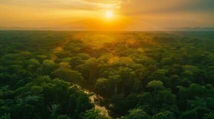 Fototapeta na wymiar Tropical forest at sunset with beautiful green Amazon forest