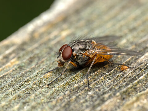 P3300187 phaonid fly, Phaonia species, on wood cECP 2024