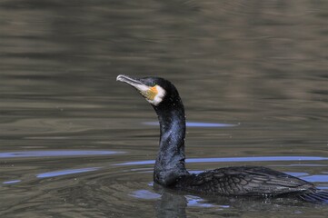 水面を泳ぐカワウ