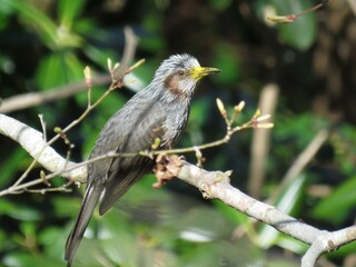 Fototapeta premium 花粉をつけたヒヨドリ