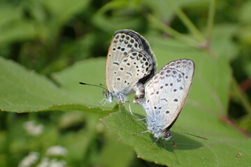 交尾中のヤマトシジミ