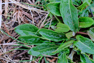 Sorrel. Rumex acetosa. Perennial herb. Popular cooking seasoning. Sorrel. Herbal background of nature