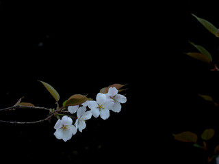 曇り空の日の森に咲く桜の花