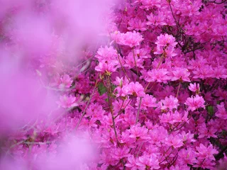 Keuken spatwand met foto 満開のツツジの花 © 正人 竹内