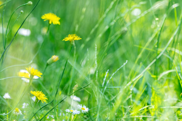 green meadow with yellow dandelions and white camomiles. closeup view.