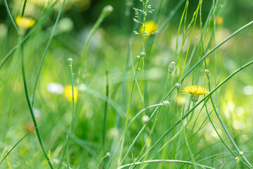 meadow in springtime with blossoming wildflowers in green grass. - 778647952