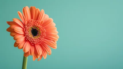 Plexiglas foto achterwand Striking close-up of a vibrant orange gerbera flower set against a turquoise background as a banner with blank space © road to millionaire