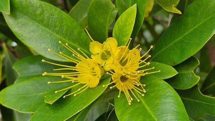 yellow flower with leaves, crimson penda
