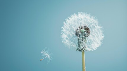 Blowball of dandelion with fluffy seed
