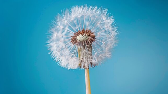Blowball of dandelion with fluffy seed