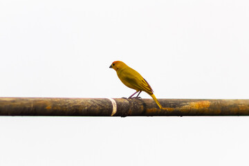 Bird on the perch. Isolated on a white background.