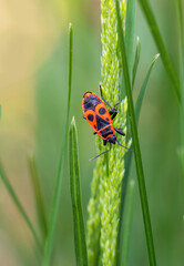 Firebug, pyrrhocoris apterus insect animal sitting on grass stem. Macro photo - 778658303