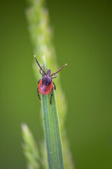 Tick, ixodida insect parasite animal sitting on grass stem. Macro background