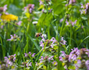 Bee fly on lamium plant collecting nectar at spring. Animal macro background