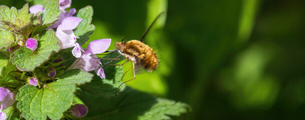 Dark-edged bee fly,  bombylius major insect eating nectar from lamium plant - 778658316