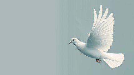 Fototapeta premium An elegant white dove spreading its wings mid-flight on a teal background, perfect as a banner with blank space