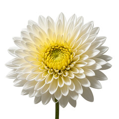 Chrysanthemum Flower in PNG format with transparent background
