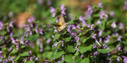 Macroglossum stellatarum, hummingbird hawk moth flying and sucking nectar from lamium plant