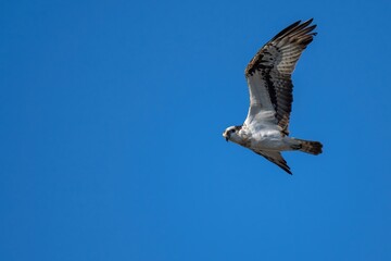 青空バックに旋回しながら獲物を探すミサゴ