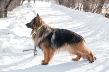 German Shepherd poses standing against the backdrop of a winter park.