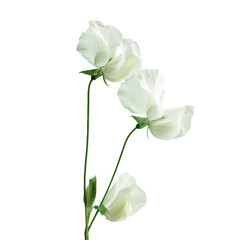 Naklejka na ściany i meble Three white flowers in a vase on a Transparent Background