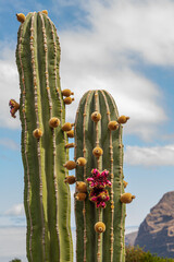 Cactus with flowers in Tenerife. Cactus with red flowers - 778663140