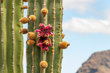 Cactus with flowers in Tenerife. Cactus with red flowers - 778663145