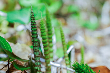 close-up of a horsetail plant ,Equisetum telmateia , growing in a forest